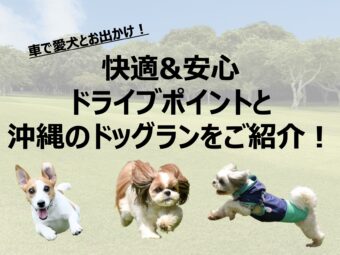 【沖縄】車で愛犬とお出かけ！快適&安心ドライブポイントと沖縄のドッグランをご紹介！